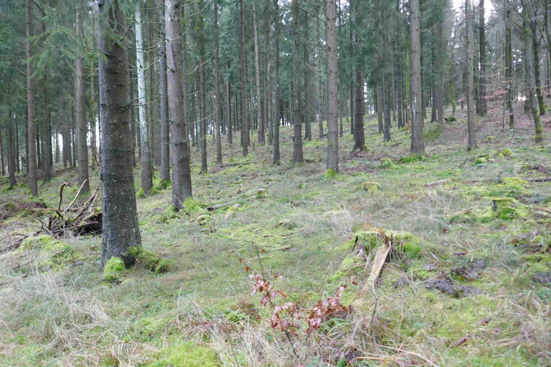 01 Januar - rund um den Wöllerstein